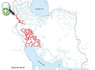 عروس‌ماهی میان‌رودان