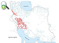 ماهی کاوار