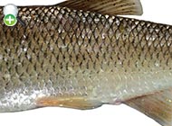 ماهی کاوار