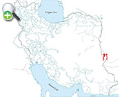 ماهی سنگ‌لیس سیستانی