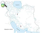 گونه ماهی دم‌شمشیری