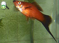 گونه ماهی دم‌شمشیری