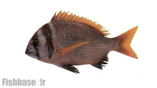 شانک دو نواری