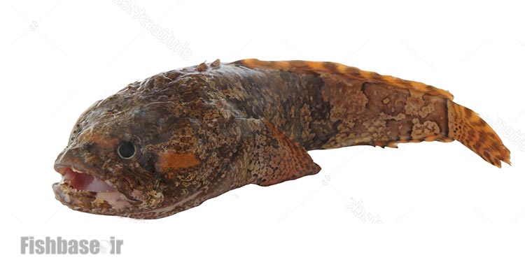 وزغ‌ماهی خرخرو