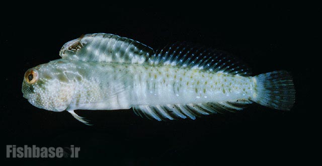 گونه بلنی عدن