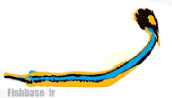 سوزن‌ماهی خط‌آبی