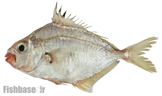پنجزاری براق