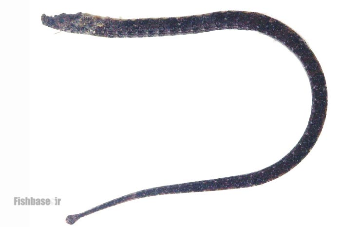 سوزن‌ماهی دانکر