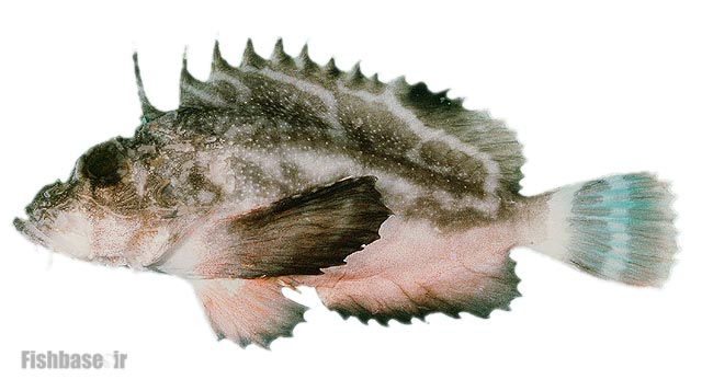 گزنده‌ماهی خاکستری