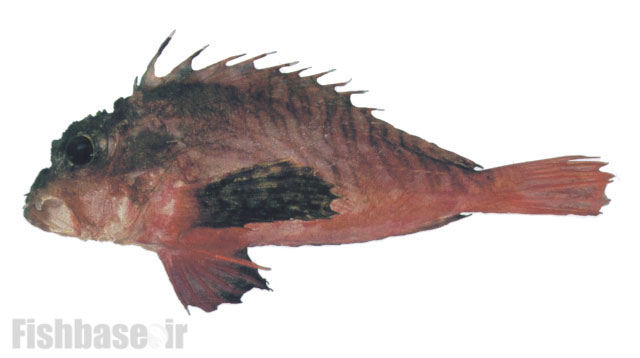 گزنده ماهی