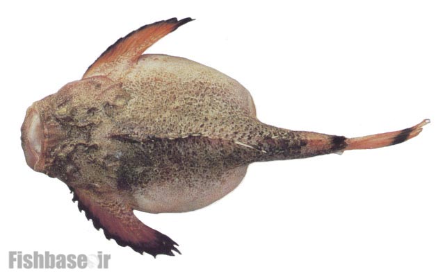 سنگ‌ماهی سیاه‌باله