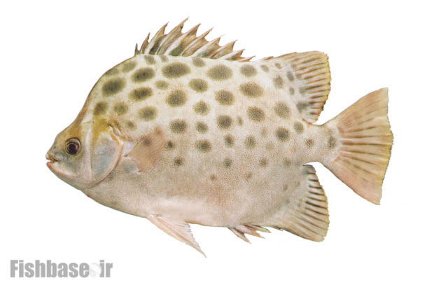 زروک