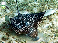 سفره‌ماهی خالدار