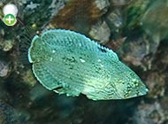 زمردماهی خال‌آبی