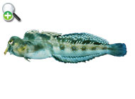بلنی عربی