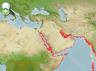 بلنی عربی