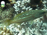 ماهی هامور باریک