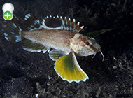 زنبورماهی خال چشمی