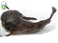 وزغ ‌ماهی تخت