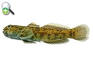 گاوماهی تیره