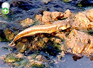 گل‌خورک یال‌دار