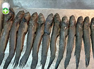 گل‌خورک یال‌دار