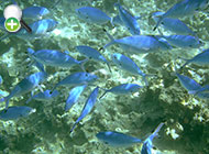ماهی تفنگچی مهتابی