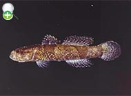 گاوماهی دوخطّه