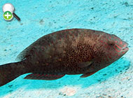 طوطی‌ماهی منقوط