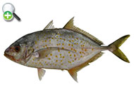 گیش خال‌نارنجی