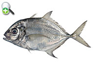 گیش درخشان