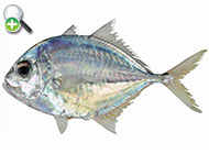 گیش خال‌سفید