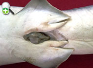 کوسه ابریشمی