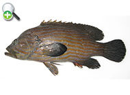 سمن خط‌آبی