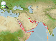 پروانه‌ماهی خال‌سیاه