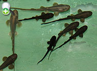 گربه‌کوسه عربی