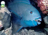 طوطی‌ماهی سنگین‌منقار
