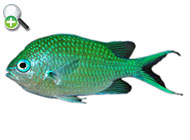 ماهی کرومیس سبز