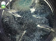 خروس‌ماهی کوتوله