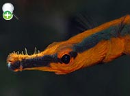 سوزن‌ماهی خط‌آبی