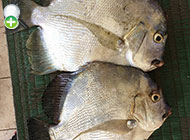 عروس ماهی نواری