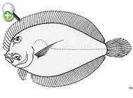 کفشک کوتوله فلس‌درشت