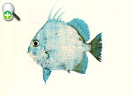 شینگ ماهی