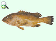 هامور خط‌شکسته