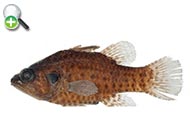 ماهی کاردینال چندرنگ