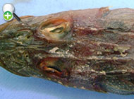 ماهی زمین‌کن زبر