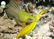 مارماهی رنگین مواج