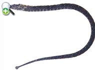سوزن‌ماهی دانکر