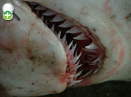 کوسه دندان‌گرازی