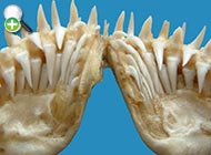 کوسه دندان‌گرازی
